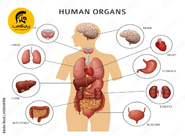 اصطلاحات پزشکی اعضای بدن به انگلیسی